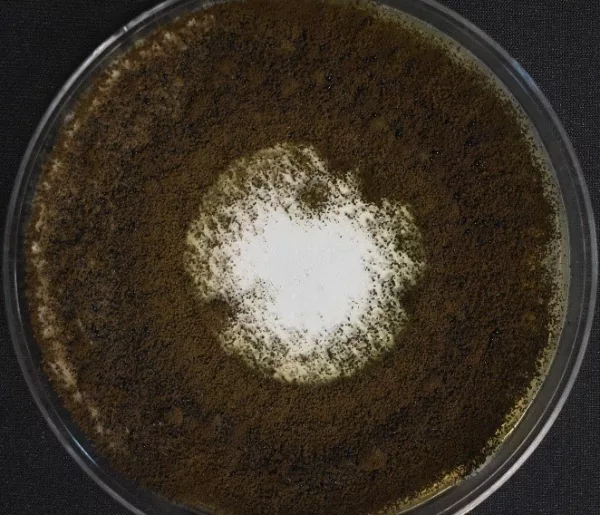 Untreated fabric tested using the AATCC Method 30