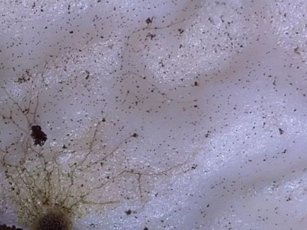 Mold on wallpaper