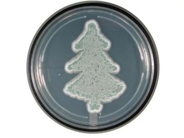 Christmas Tree using Penicillium citrinum