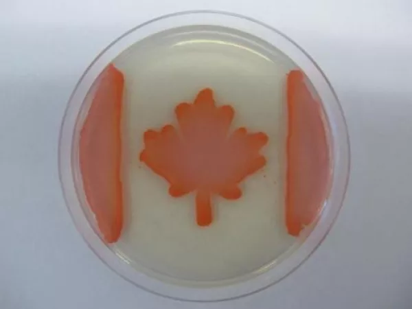 Canadian flag using Serratia marcescens