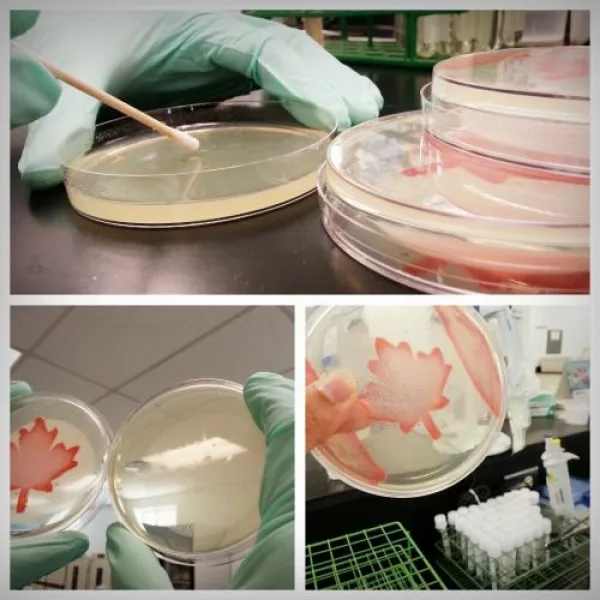 Canadian flag using Serratia marcescens