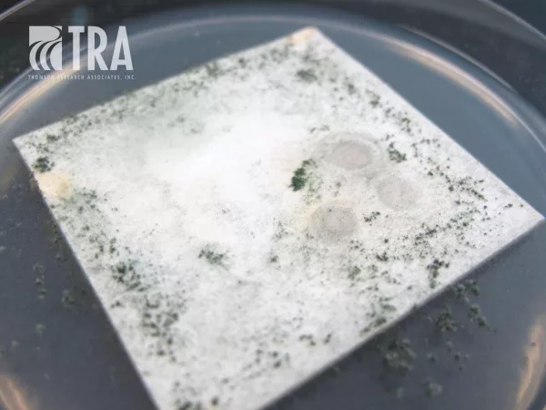 Vinyl roofing membrane without antimicrobial treatment