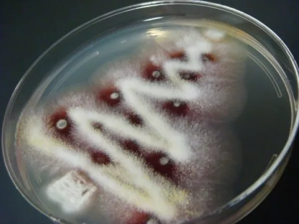 Fungal Christmas Tree
