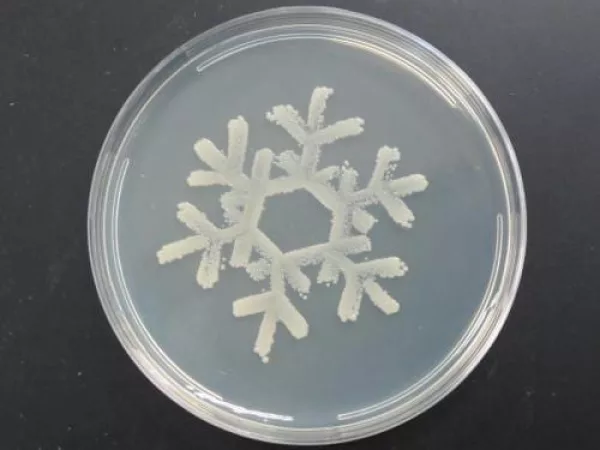 Bacterial snowflake using E. coli