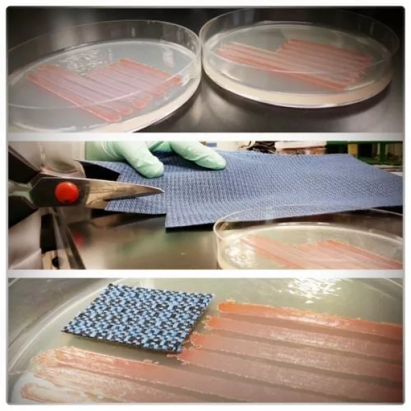 Happy 4th of July using bacteria