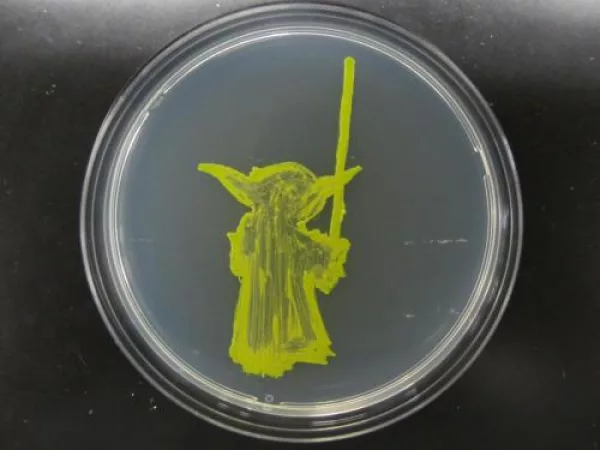 Yoda using algae