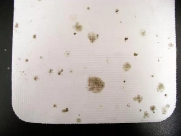 Vinyl with fungal growth