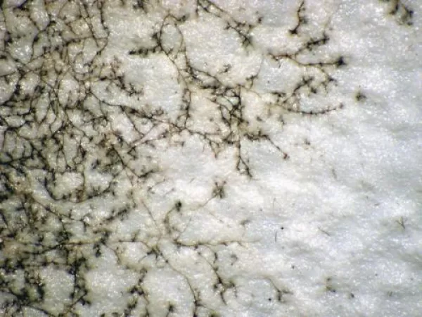 Vinyl with fungal contamination