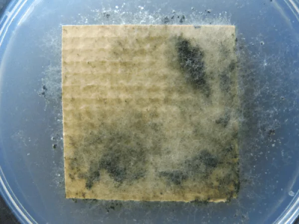 Vinyl with Competitor Antimicrobial