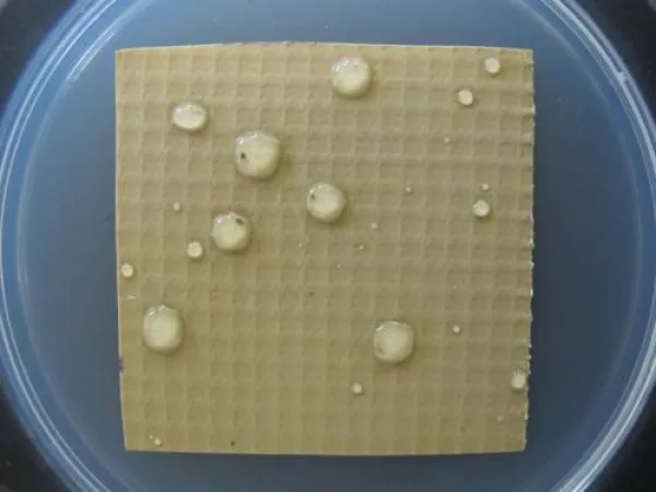 Vinyl treated with Ultra-Fresh