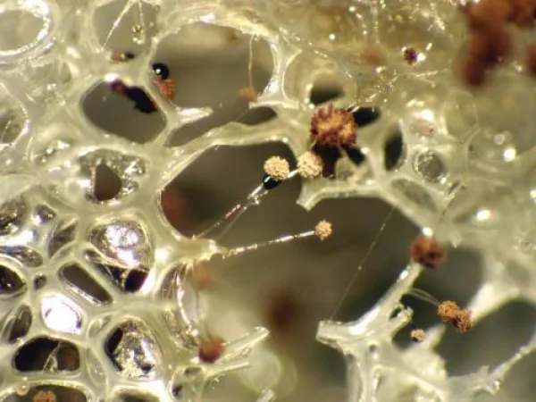 Polyurethane foam without antimicrobial treatment