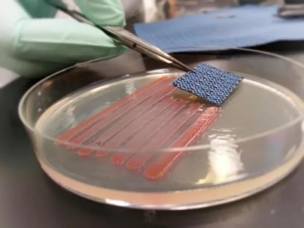 Happy Independance Day using bacteria