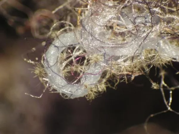 Shoddy material with fungal growth