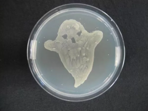 Scary Bacteria