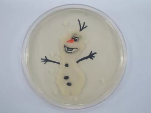 Olaf using E. coli