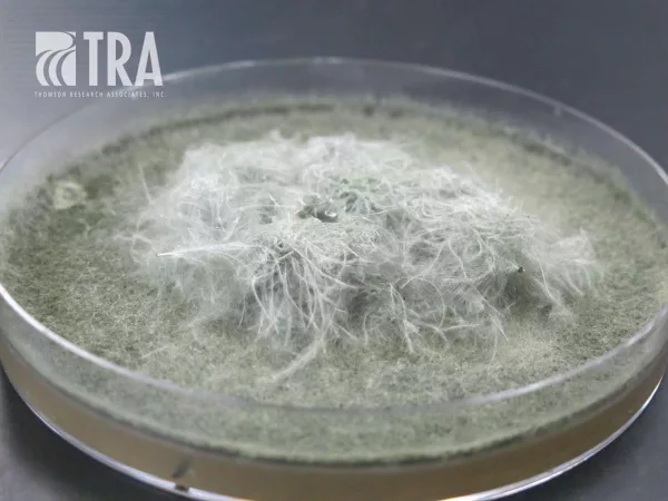 Feathers without antimicrobial treatment