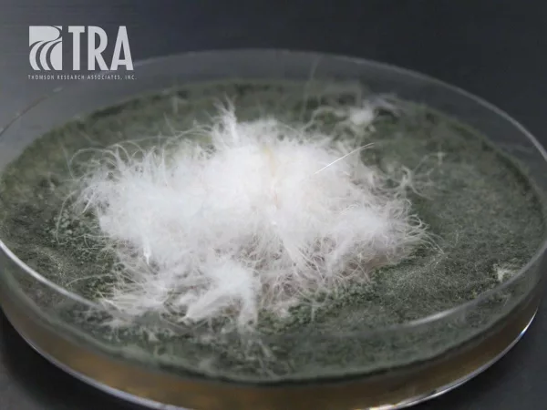 Feathers treated with Ultra-Fresh