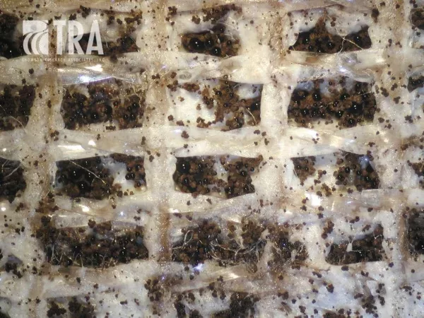 Carpet latex backing without antimicrobial additive