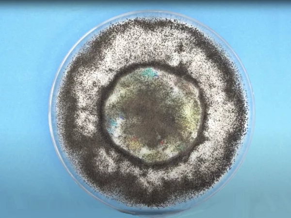 Untreated rebond foam