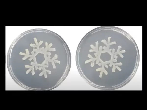 Let it Snow...Bacteria!