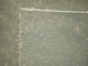 Untreated clear plastic with fungal growth