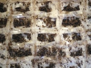 Latex backing without antimicrobial carpet treatment