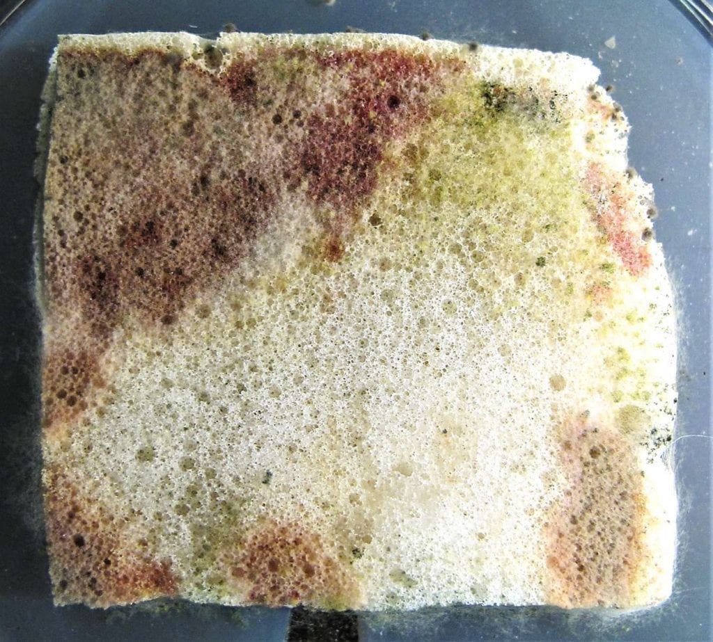 Mold in mattress foam