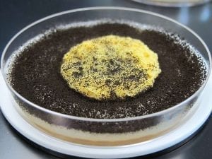Untreated kitchen sponge with mold