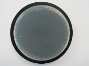 Antimicrobial socks - fewer bacteria recovered results in reduced odor formation