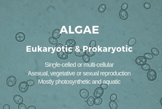 Many algae are considered to be microbes