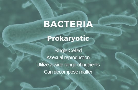 Bacteria are considered to be microbes