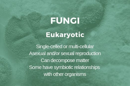 A fungus is considered to be a microbe