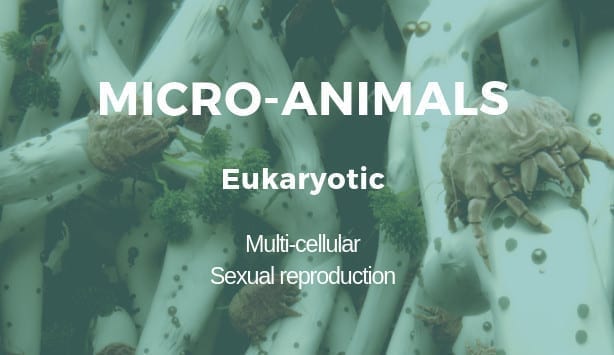 Micro-animals are organisms that cannot be seen with the naked eye