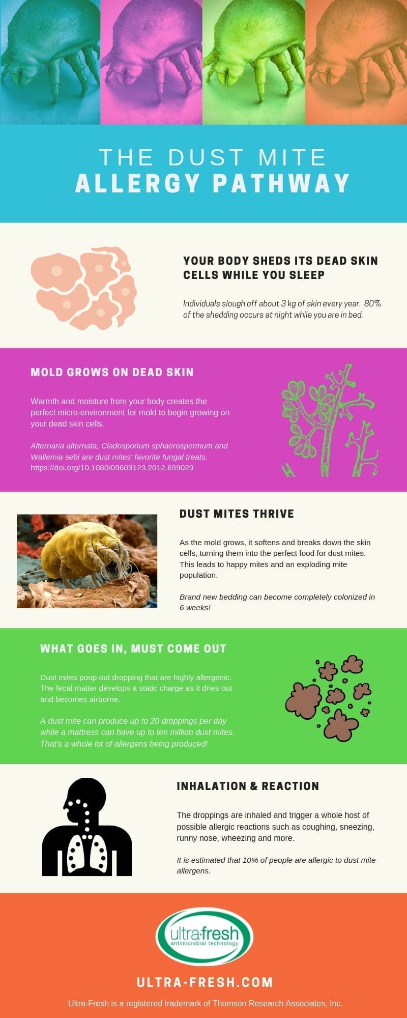 Dust mite allergies pathway
