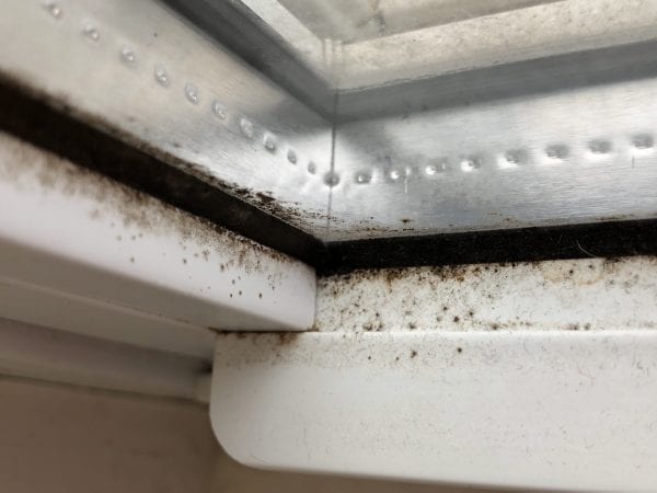 What does black mold look like