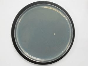 surfaces with antibacterial coatings resist bacterial growth