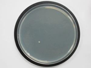 Antimicrobial polyurethane foam