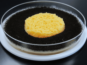 Kitchen sponge treated with Ultra-Fresh antimicrobial remains free of fungal growth