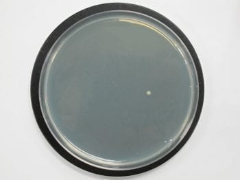 Bacteria recovered from antibacterial sponge