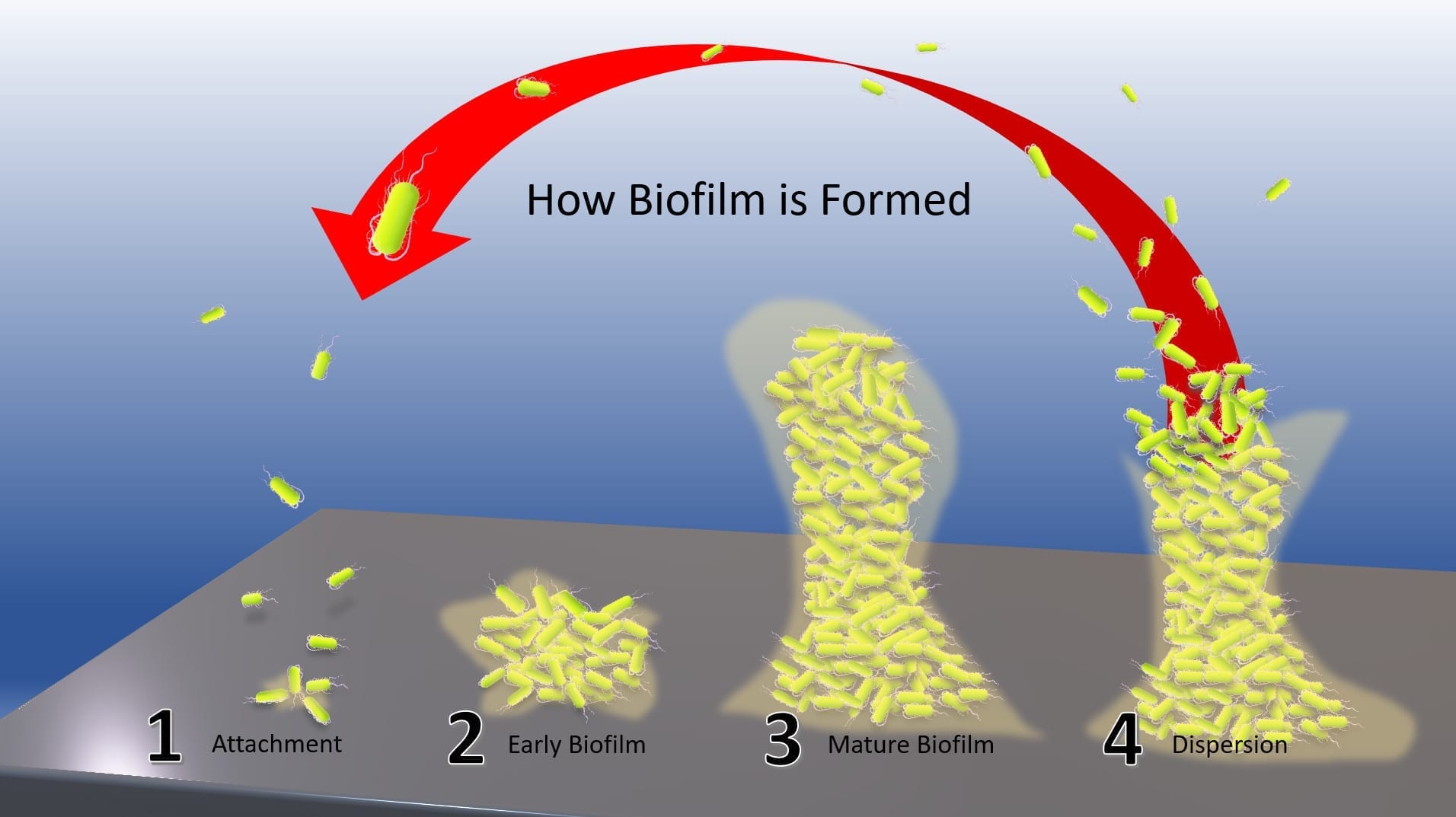 How Biofilm is Formed