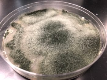 Mold looks fuzzy