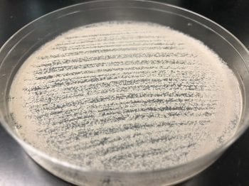 Mildew looks powdery