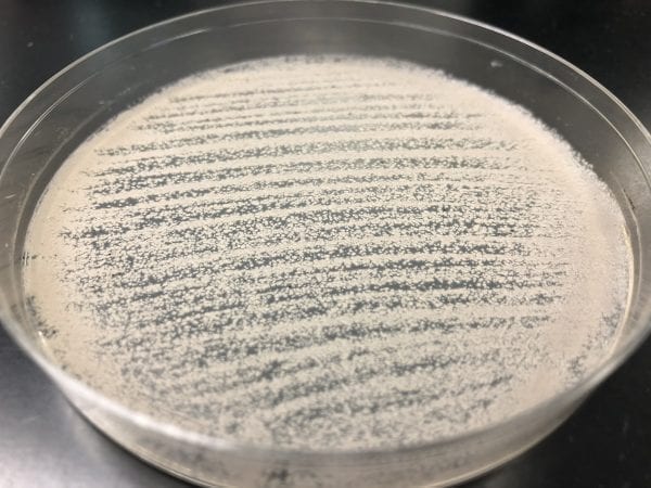 Aureobasidium pullulans