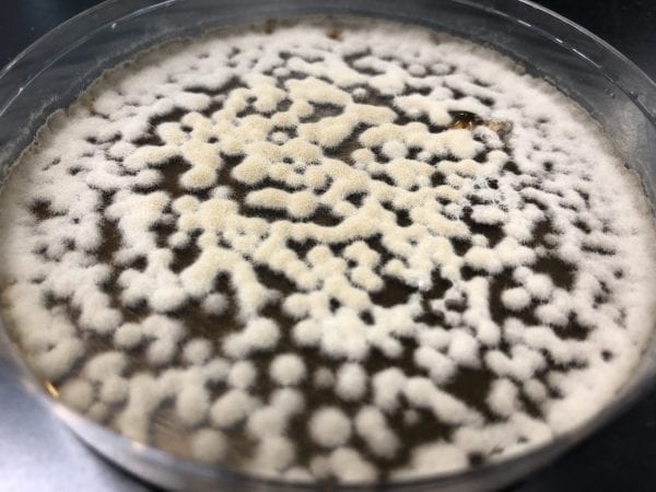 Penicillium funiculosum