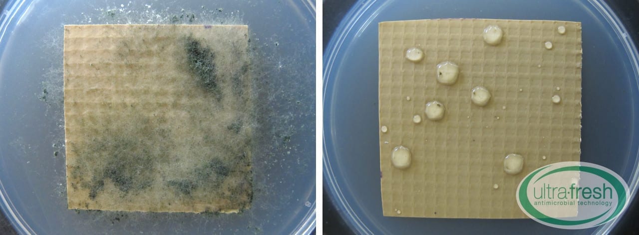ASTM G21 Untreated vs Treated Test Specimens
