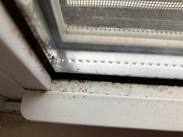 How long do Germs live on a window sill?