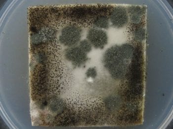 untreated air mattress material