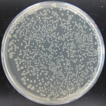 bacteria recovered from cutting board with no antimicrobial treatment