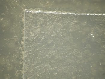 plastic with mold growth